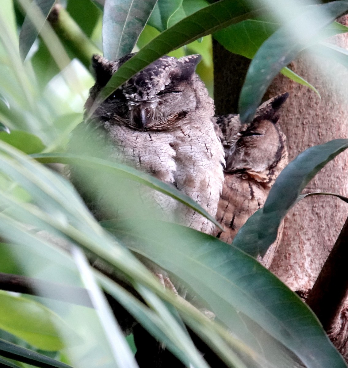 Indian Scops-Owl - ML646320628