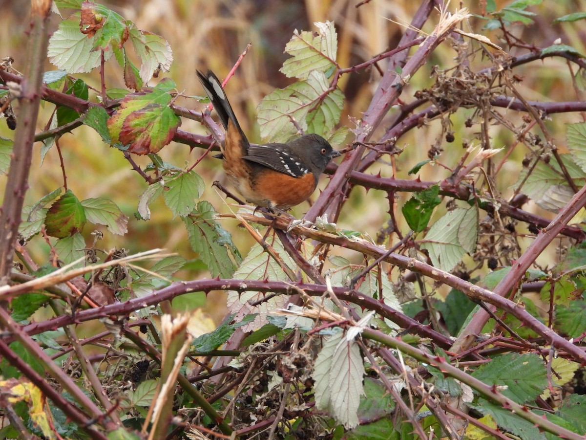 Spotted Towhee - ML646320629