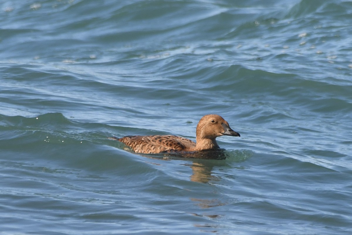 אדרית מלכותית - ML646320630