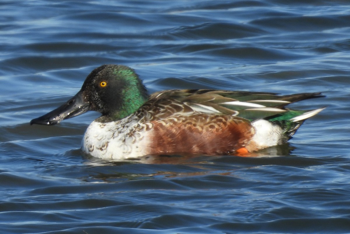מרית צפונית - ML646320631