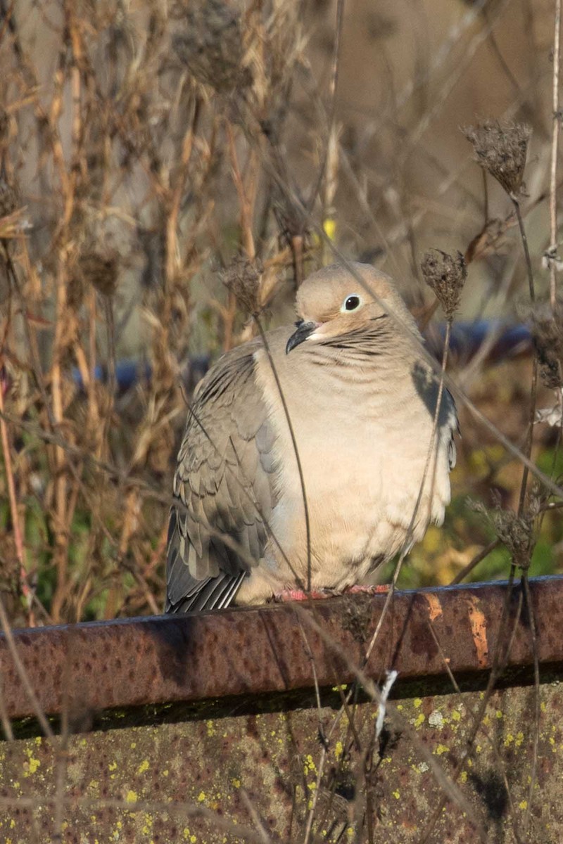 תורית אמריקנית - ML646320632