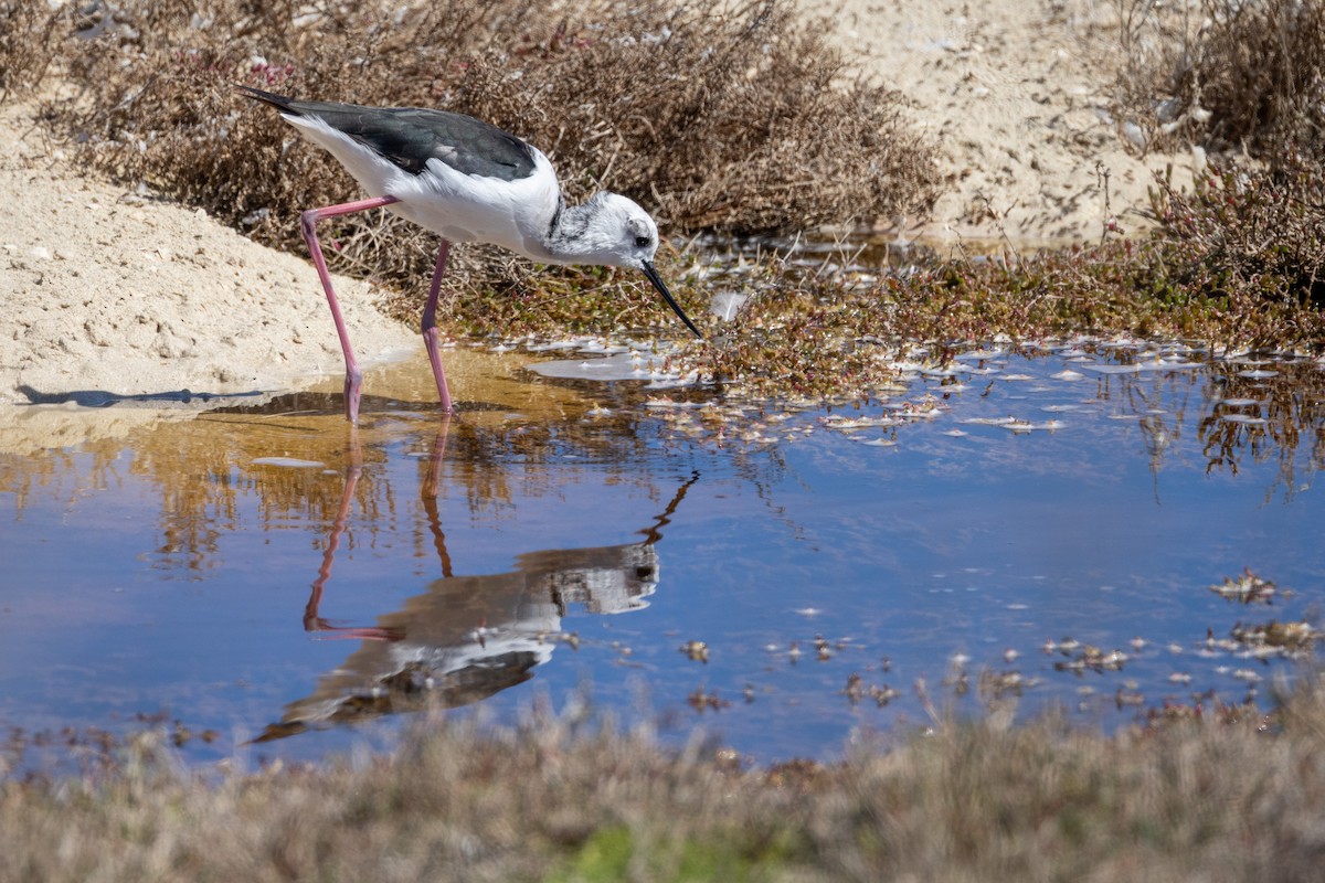 Pied Stilt - ML646320634