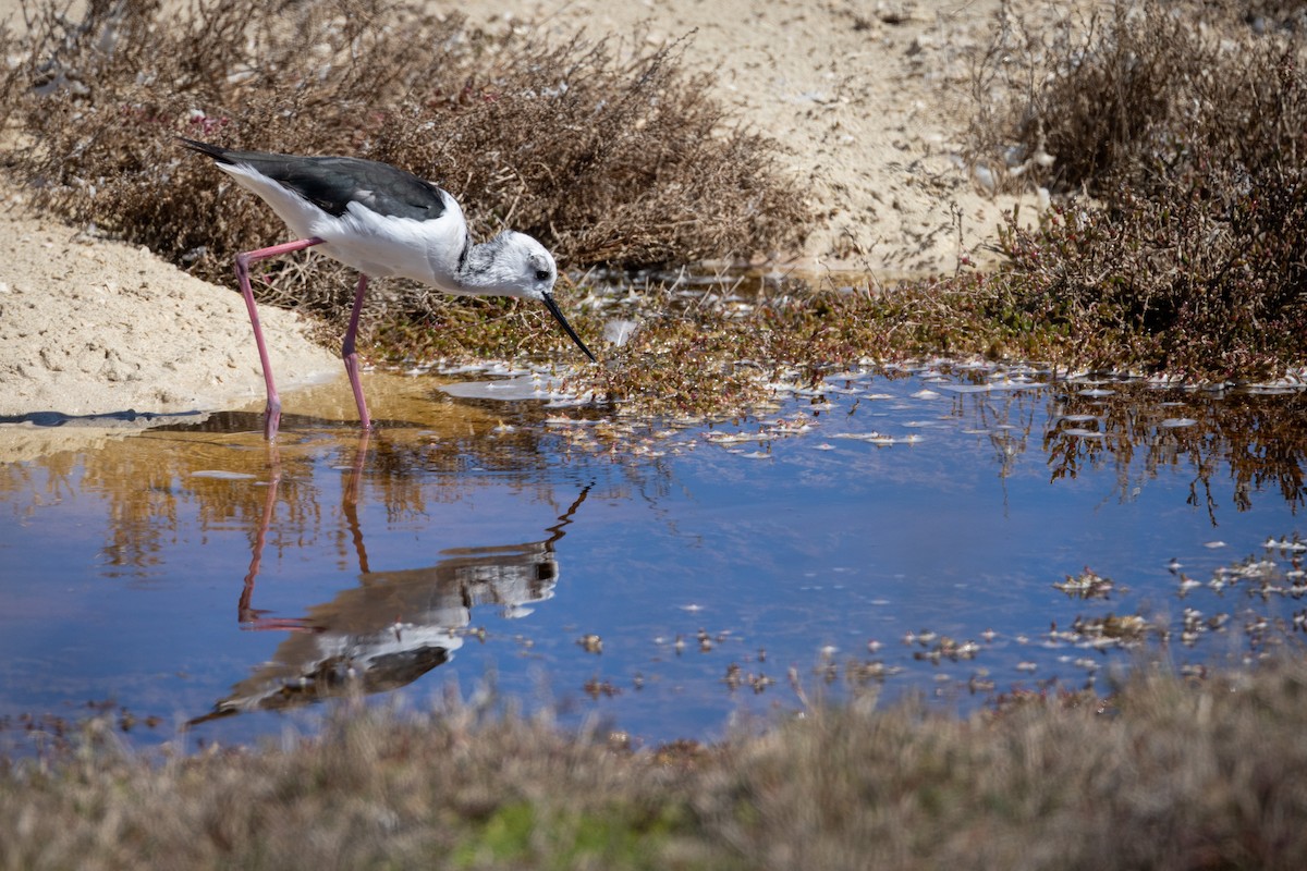 Pied Stilt - ML646320635