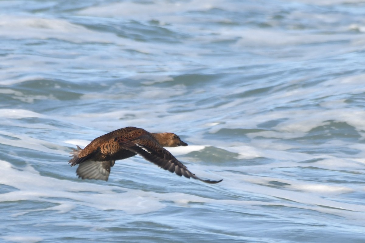 Гага-гребенушка - ML646320636