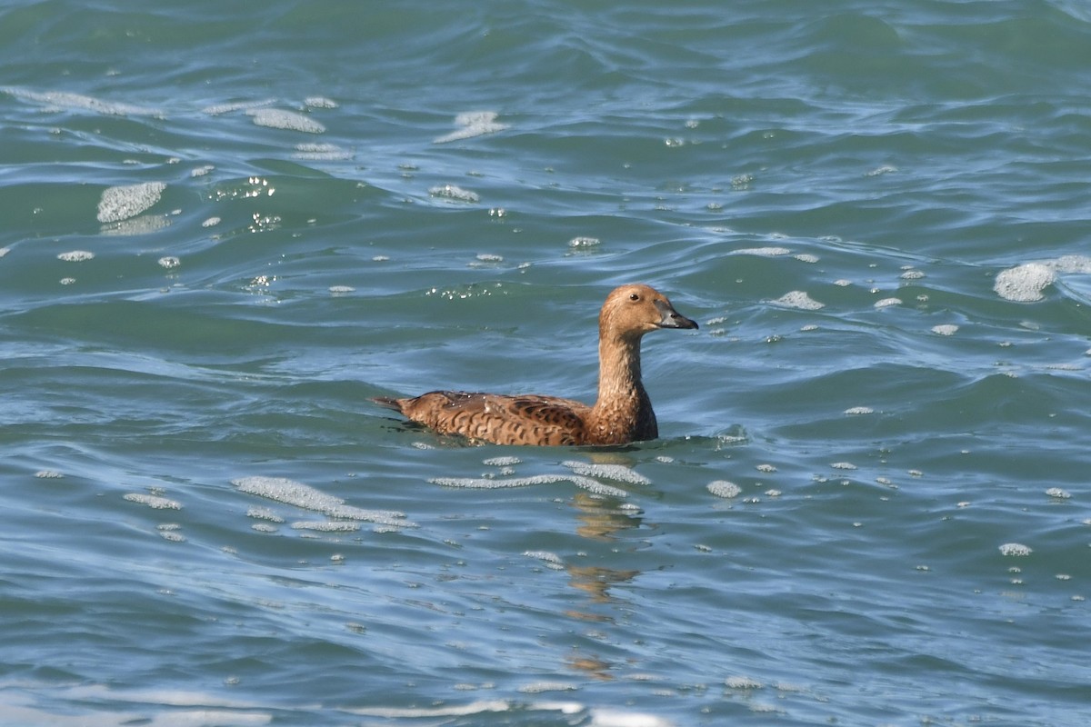 Гага-гребенушка - ML646320637