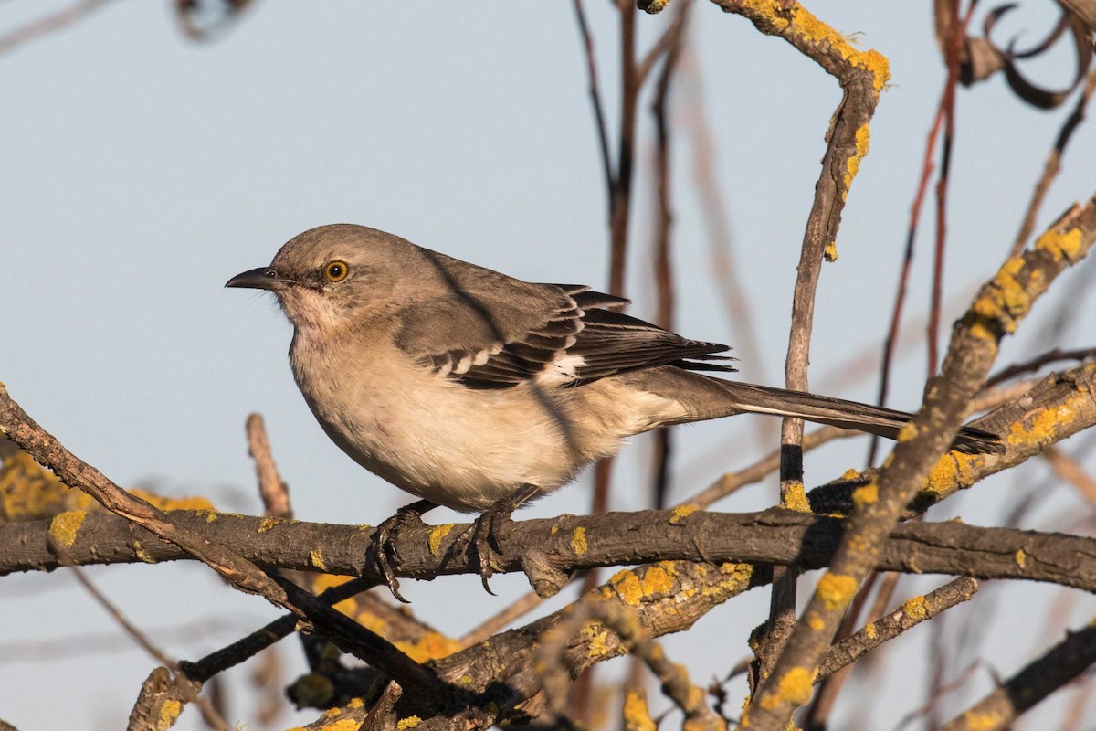 חקיינית צפונית - ML646320638