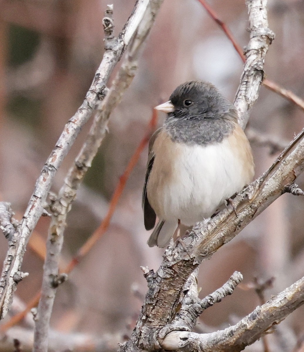 Dark-eyed Junco (Oregon) - ML646320639