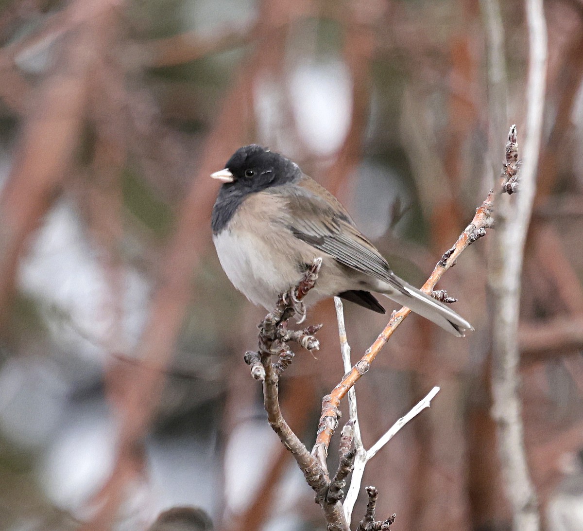 Dark-eyed Junco (Oregon) - ML646320640