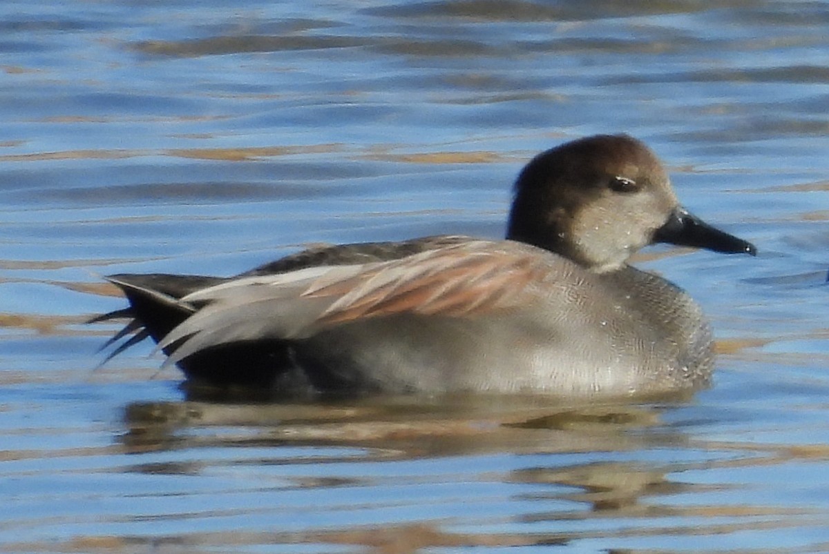 オカヨシガモ - ML646320641