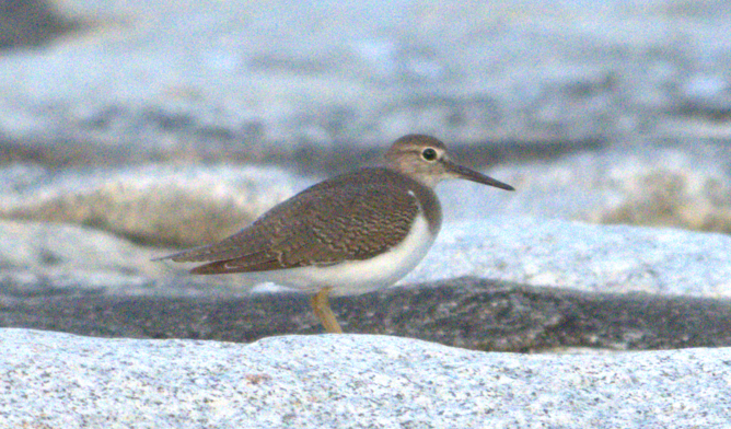Common Sandpiper - ML646320643