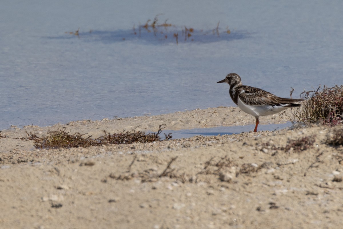 Voltapietre - ML646320647