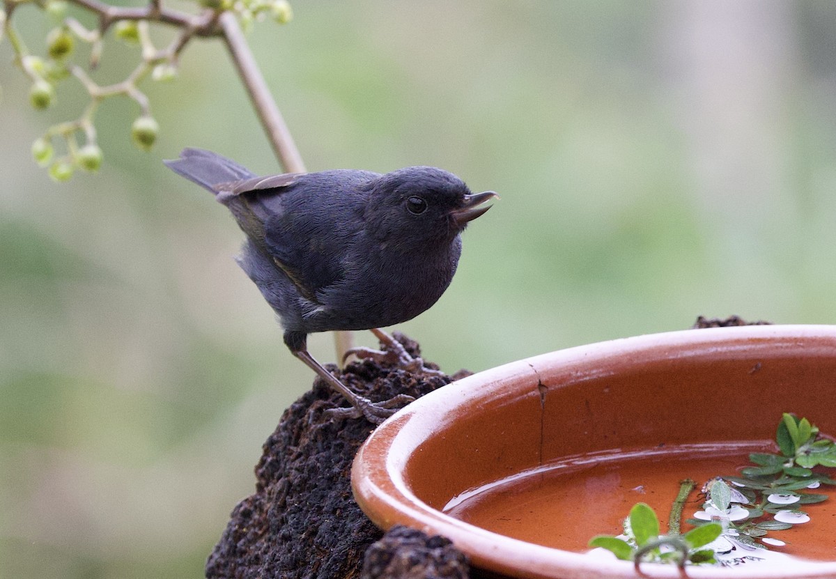Pinchaflor Flanquiblanco - ML646320649