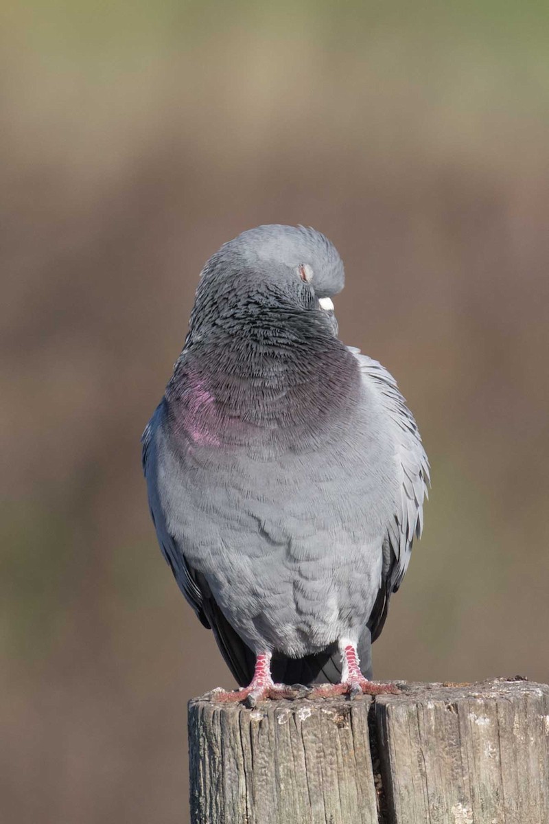 holub skalní (domácí) - ML646320651