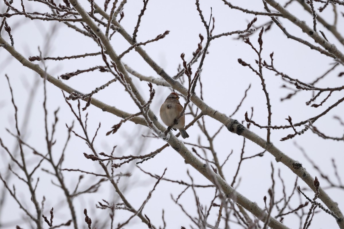American Tree Sparrow - ML646320665