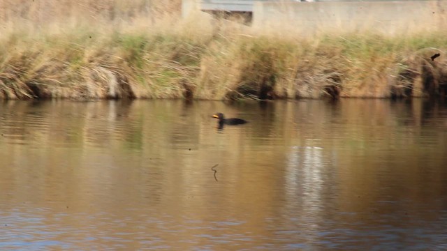 turpan žlutozobý - ML646320669