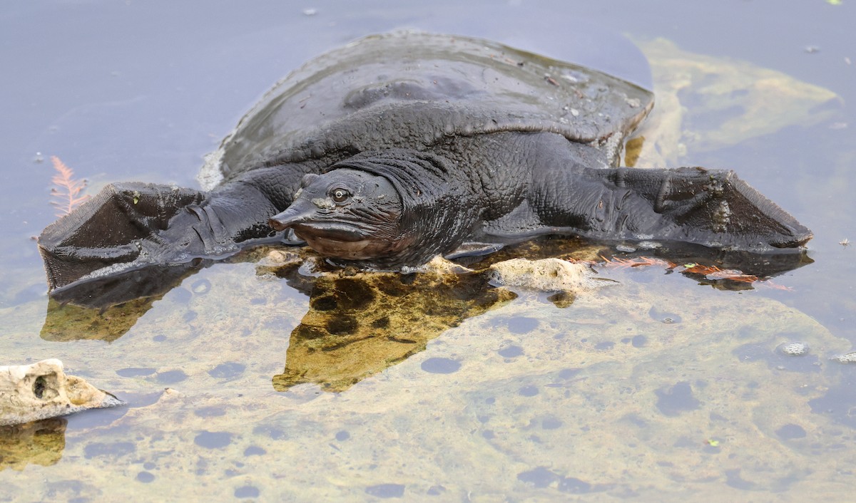 珍珠鱉 - ML646320671