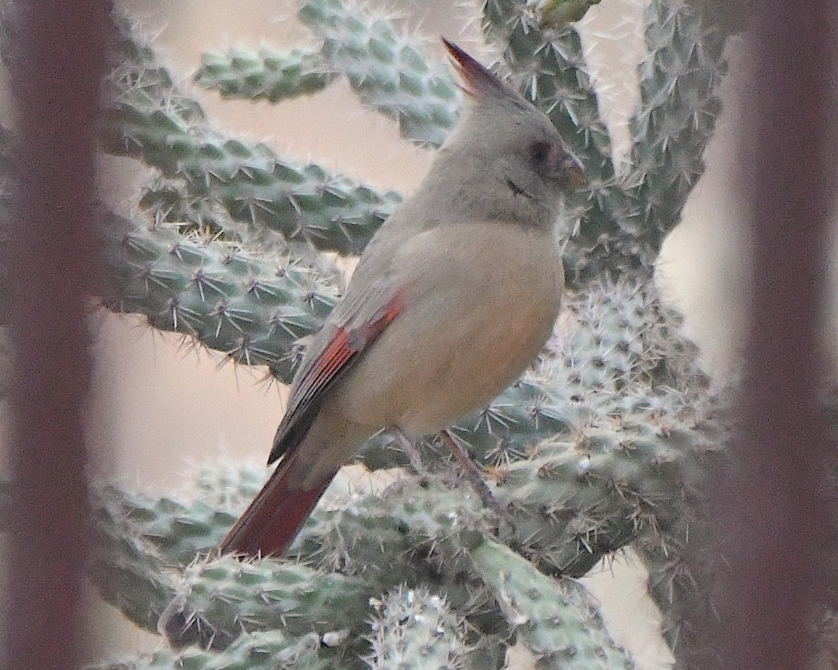Pyrrhuloxia - ML646320672