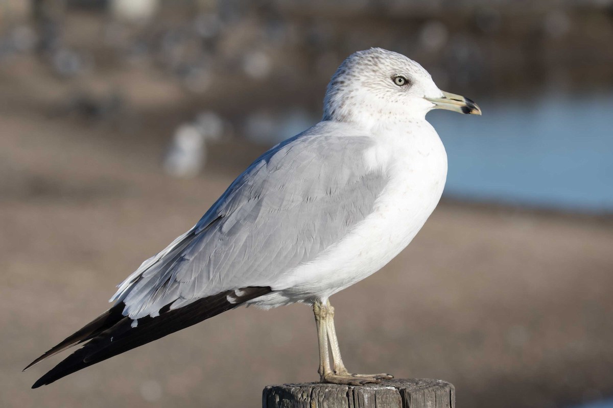 racek kroužkozobý - ML646320681