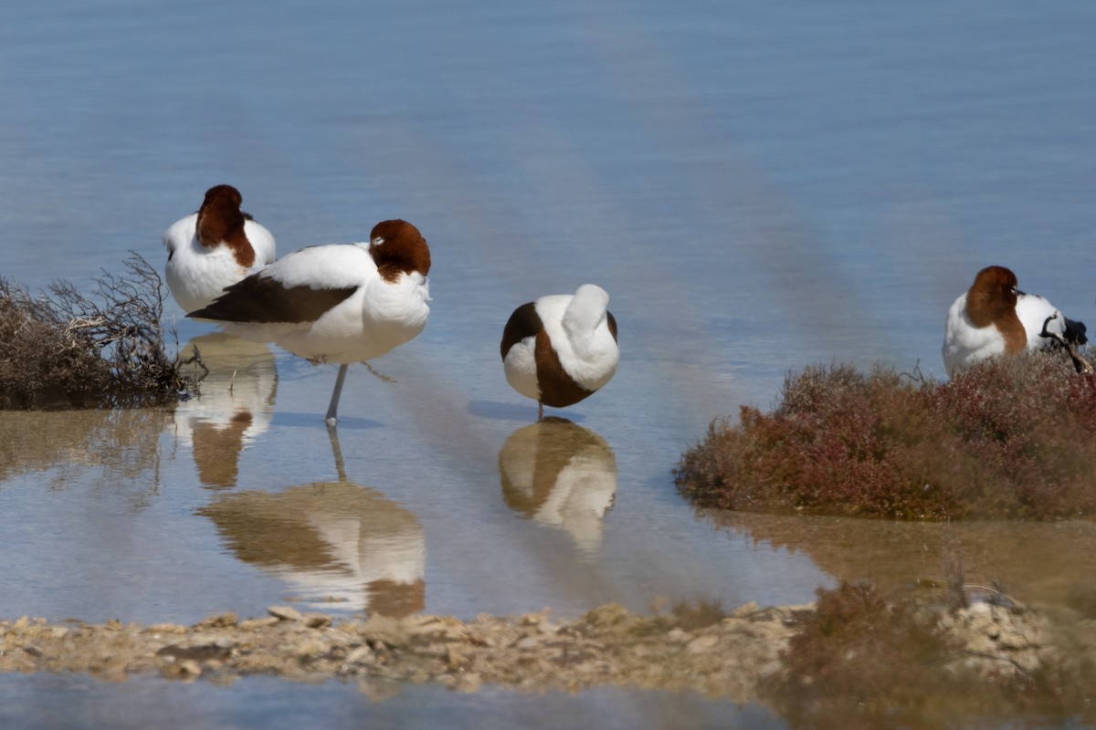 Banded Stilt - ML646320682