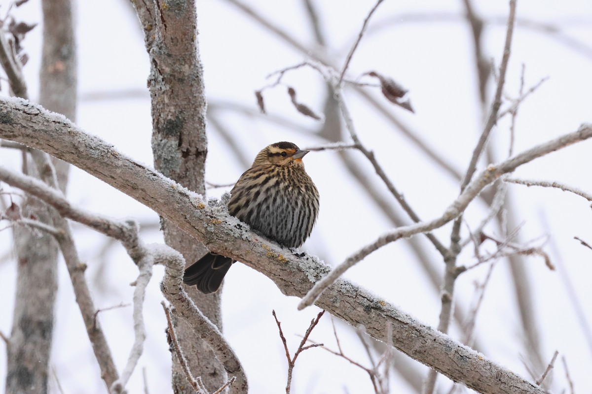 Red-winged Blackbird - ML646320684