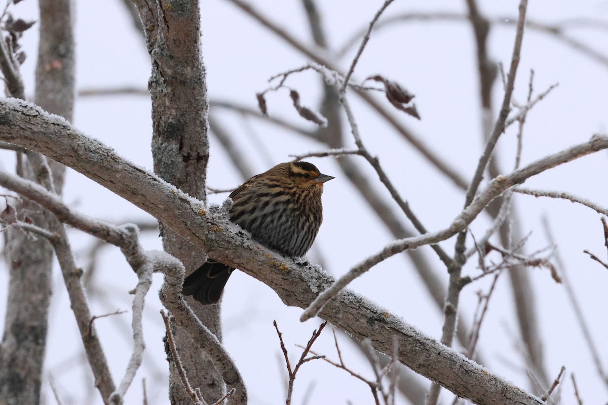 Red-winged Blackbird - ML646320685