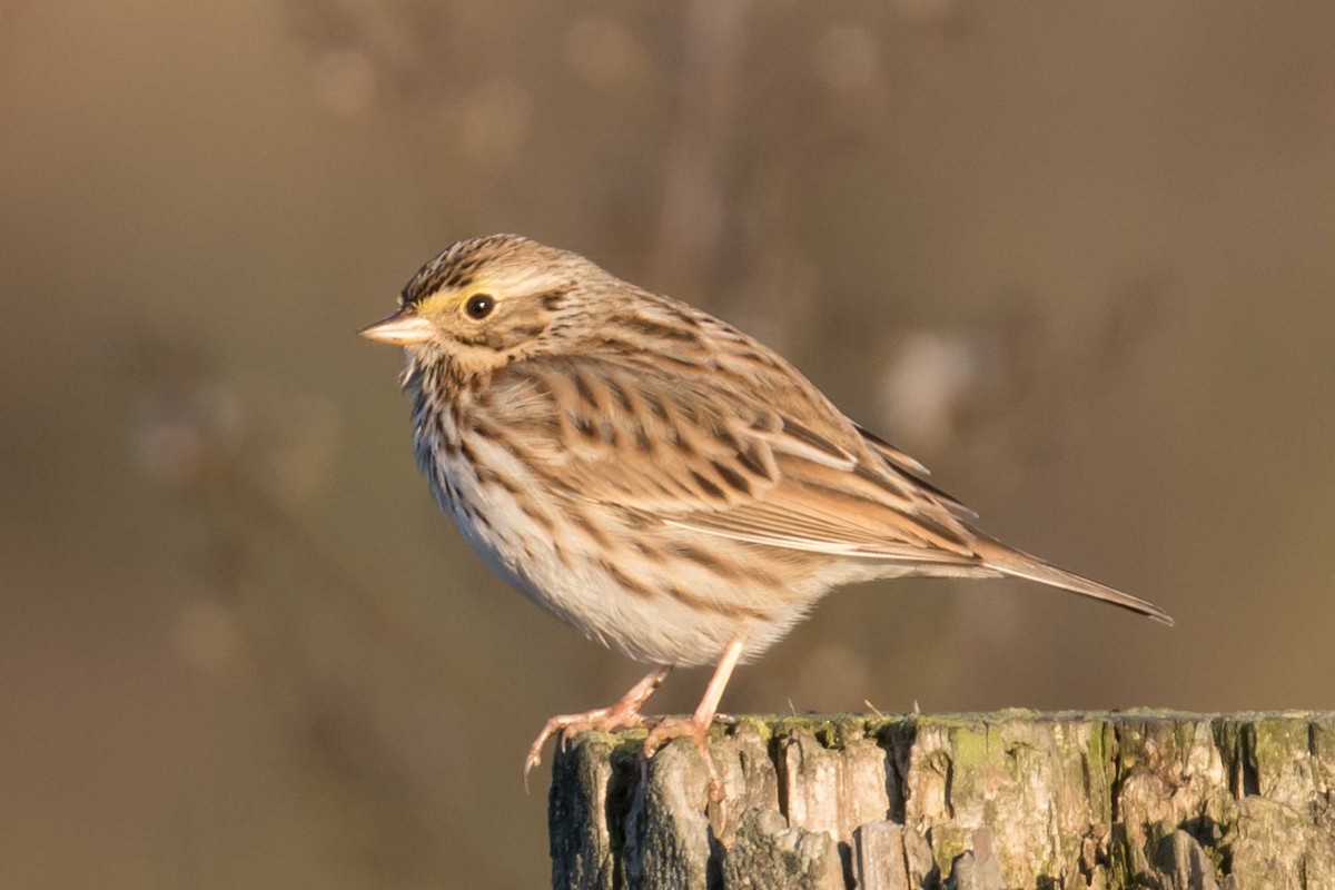 strnadec luční - ML646320697