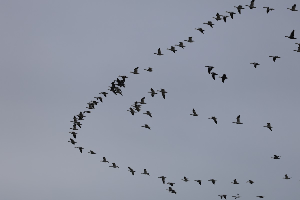 snøgås - ML646320704