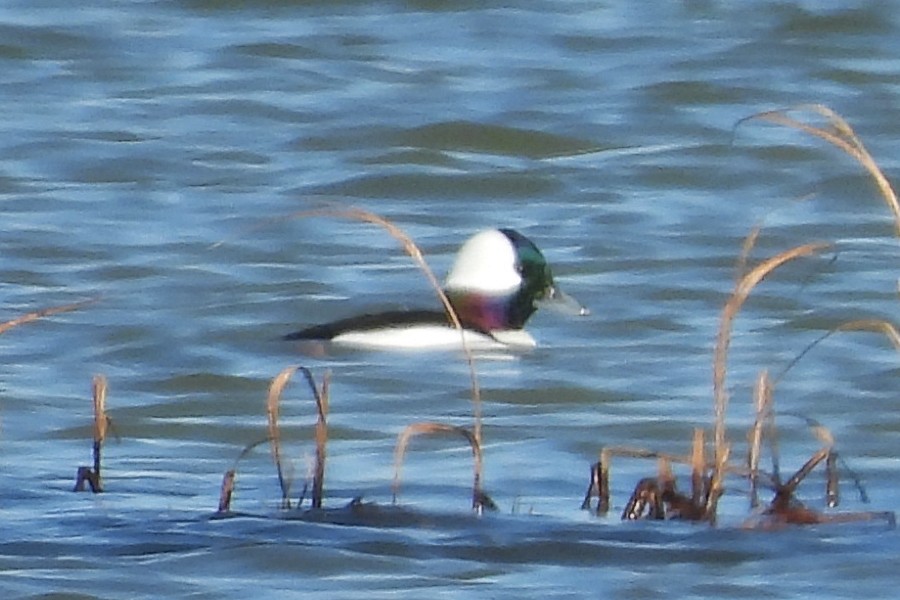 bøffeland - ML646320705