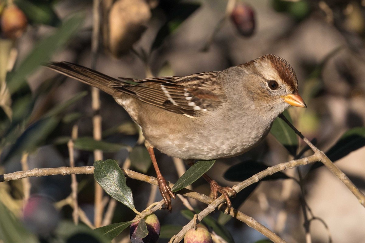 hvitkronespurv - ML646320706