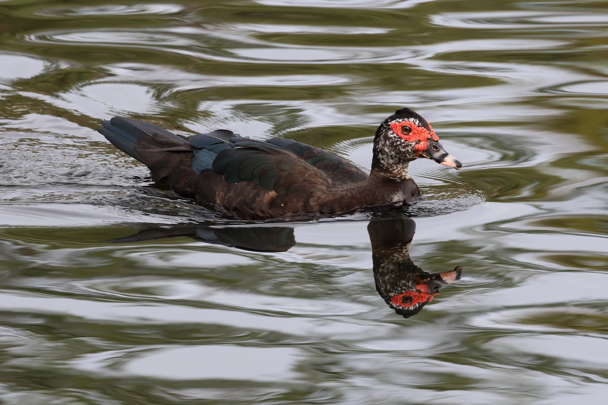 moskusand (domestisert knoppand) - ML646320707