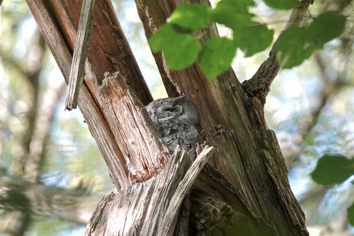 lundugle - ML646320708