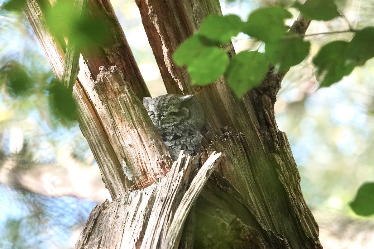 lundugle - ML646320709