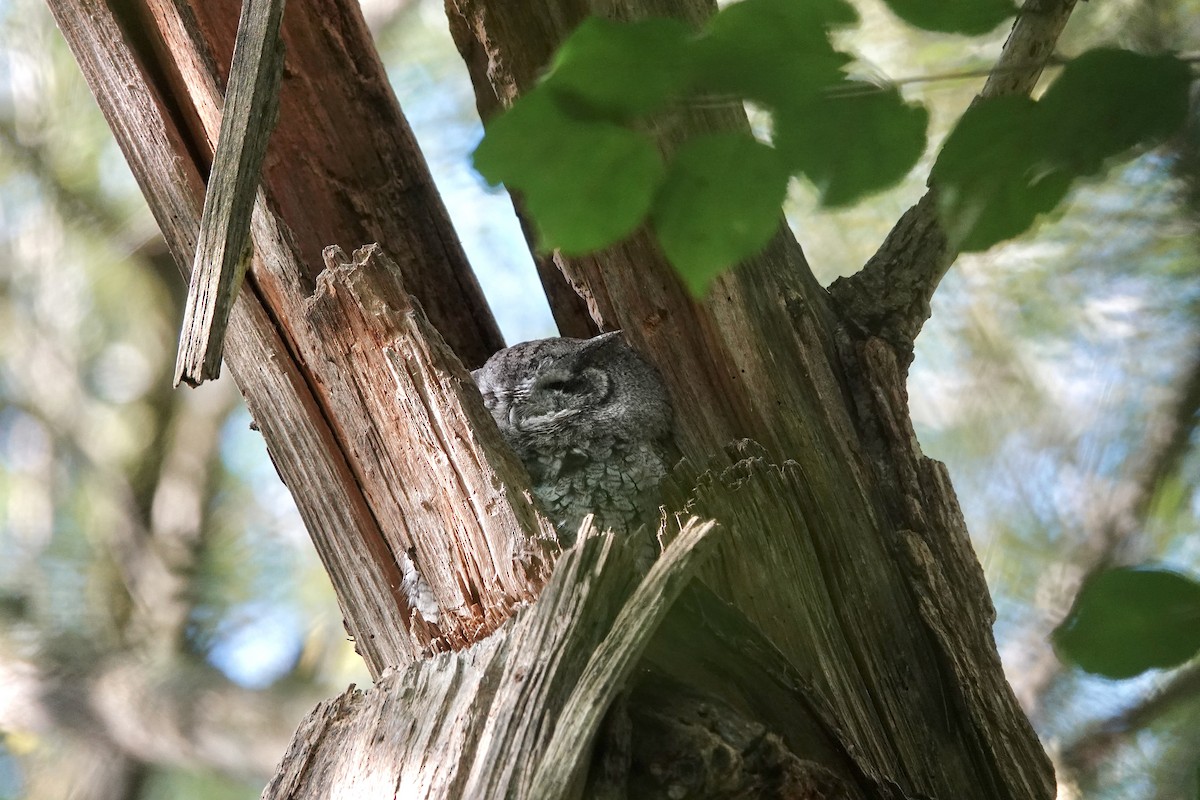 lundugle - ML646320710