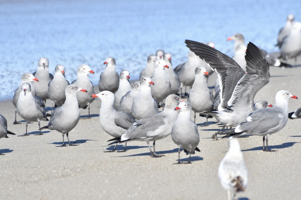 askemåke - ML646320711