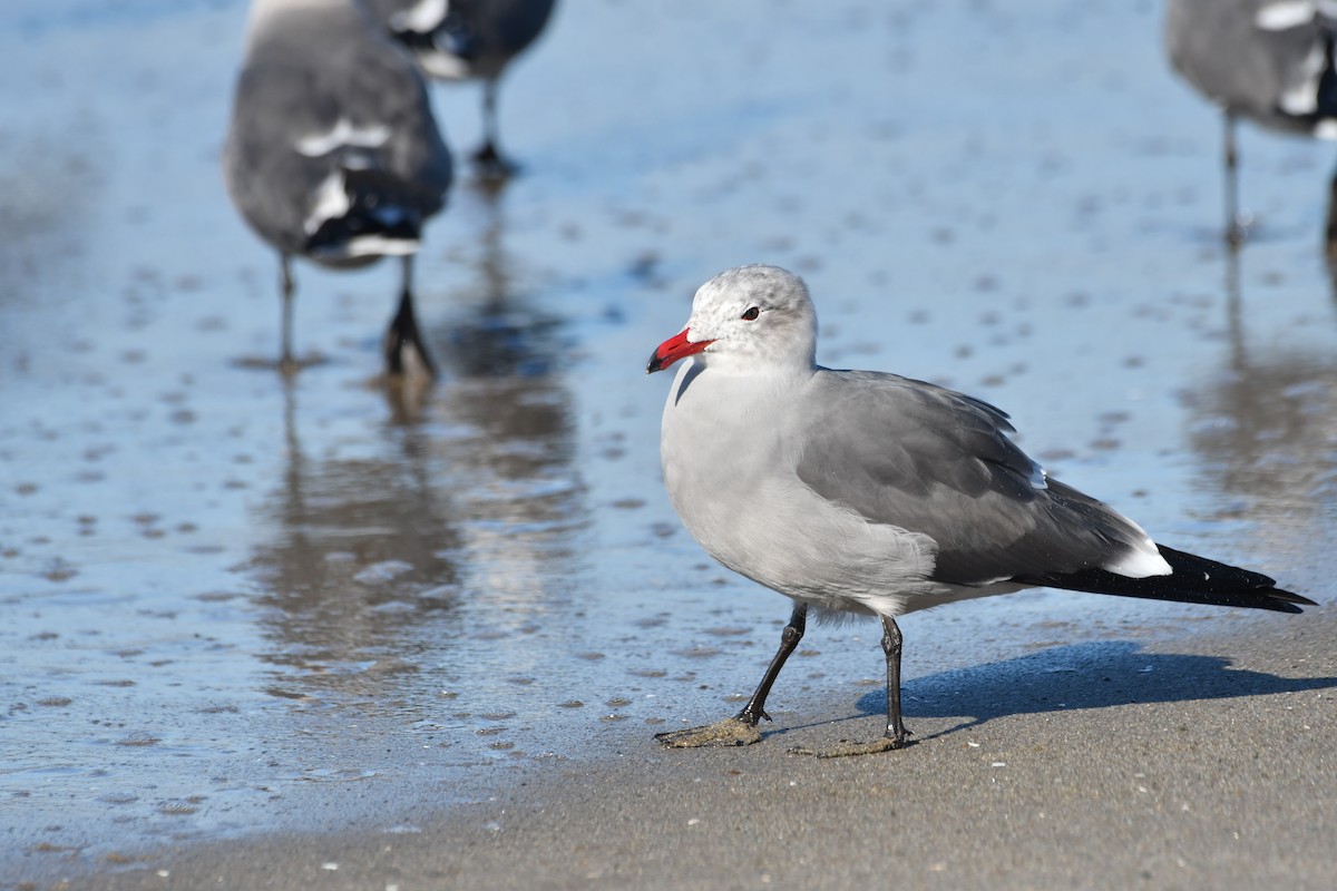 askemåke - ML646320712