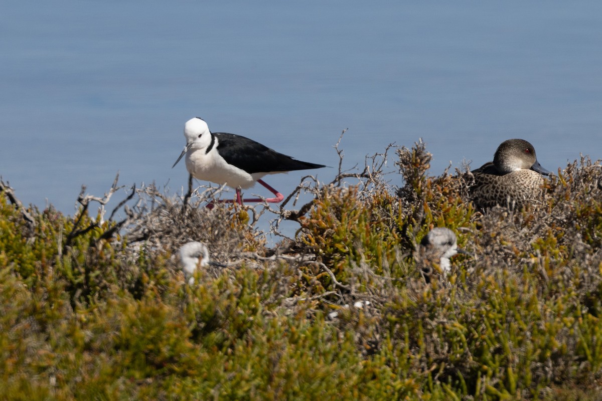 australstylteløper - ML646320714