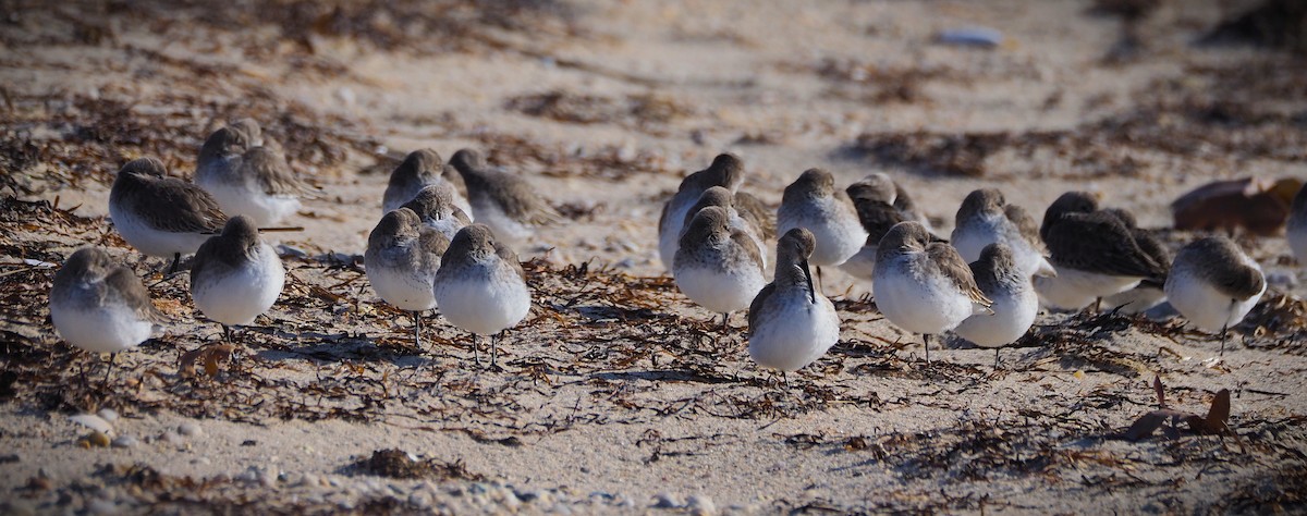 myrsnipe - ML646320715