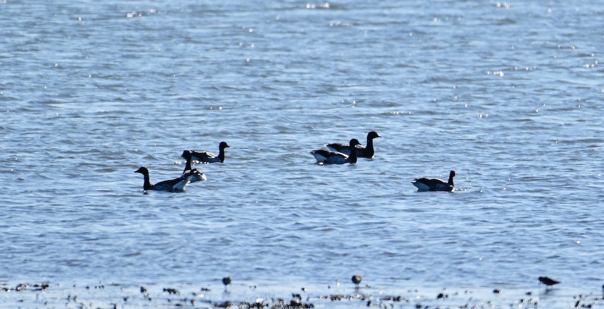 ringgås - ML646320717