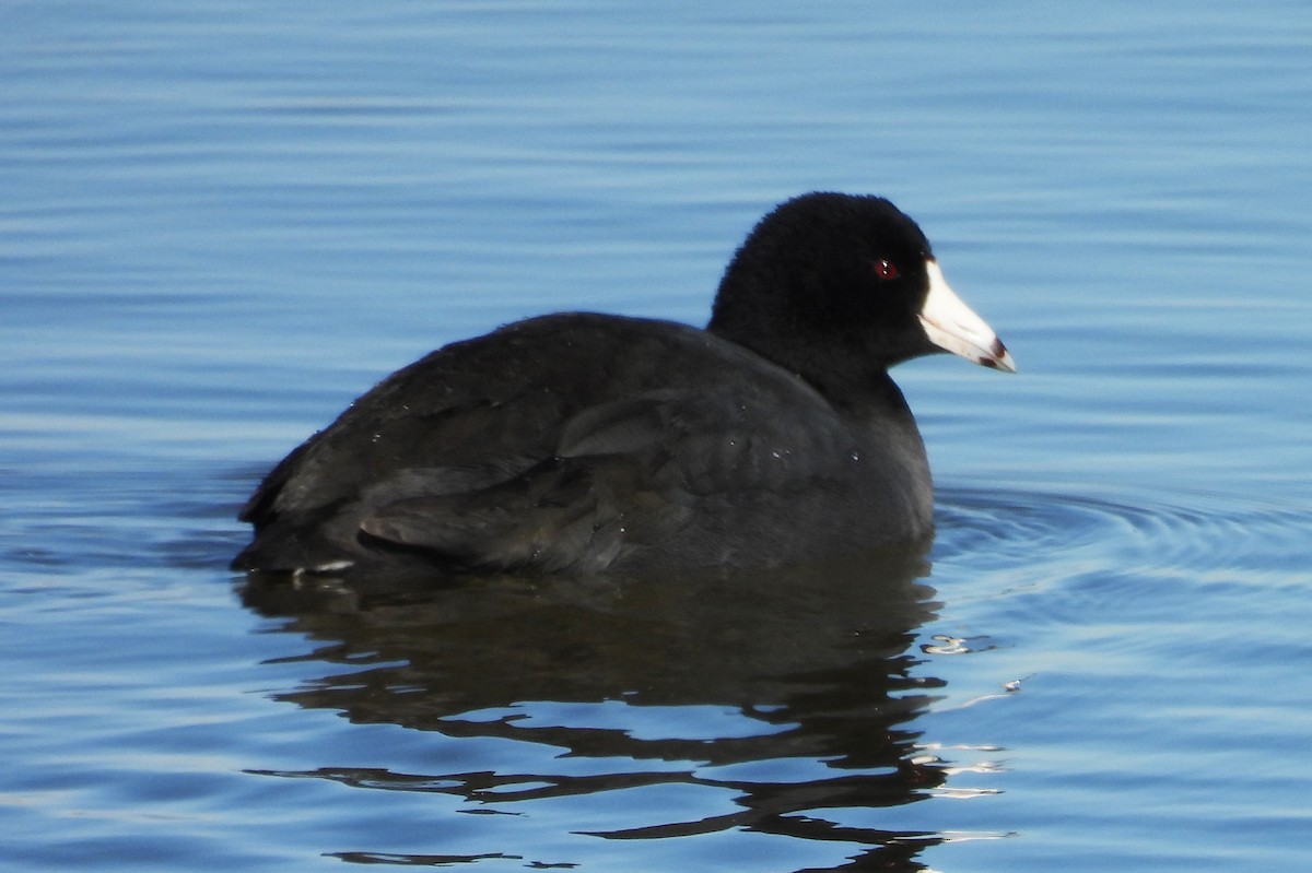 amerikasothøne (Red-shielded) - ML646320721