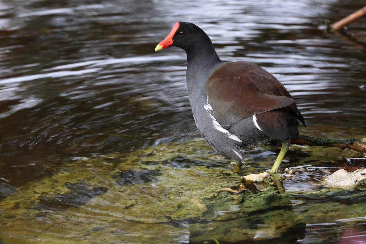 amerikasivhøne - ML646320723