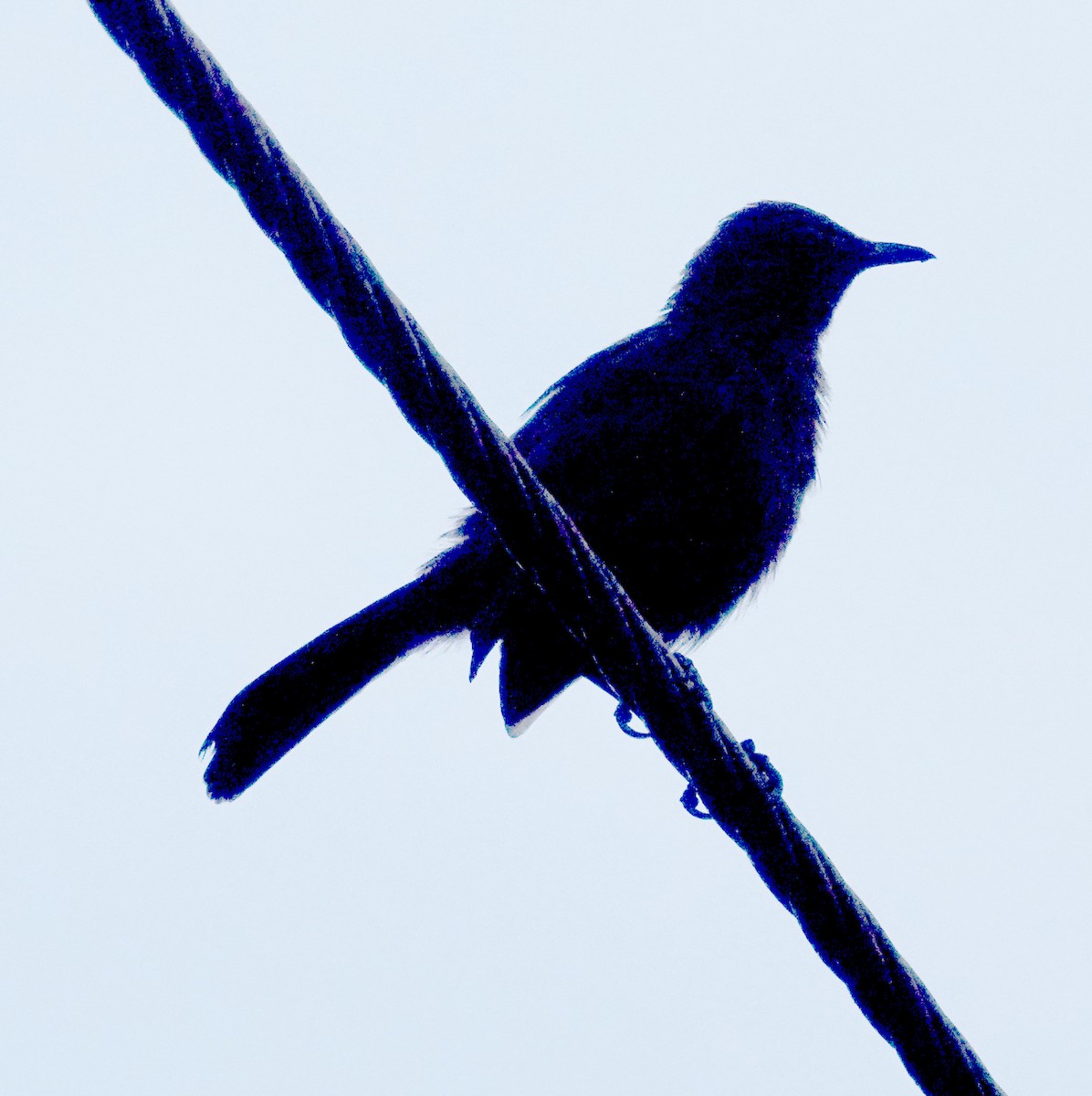 hinduskvett - ML646320724