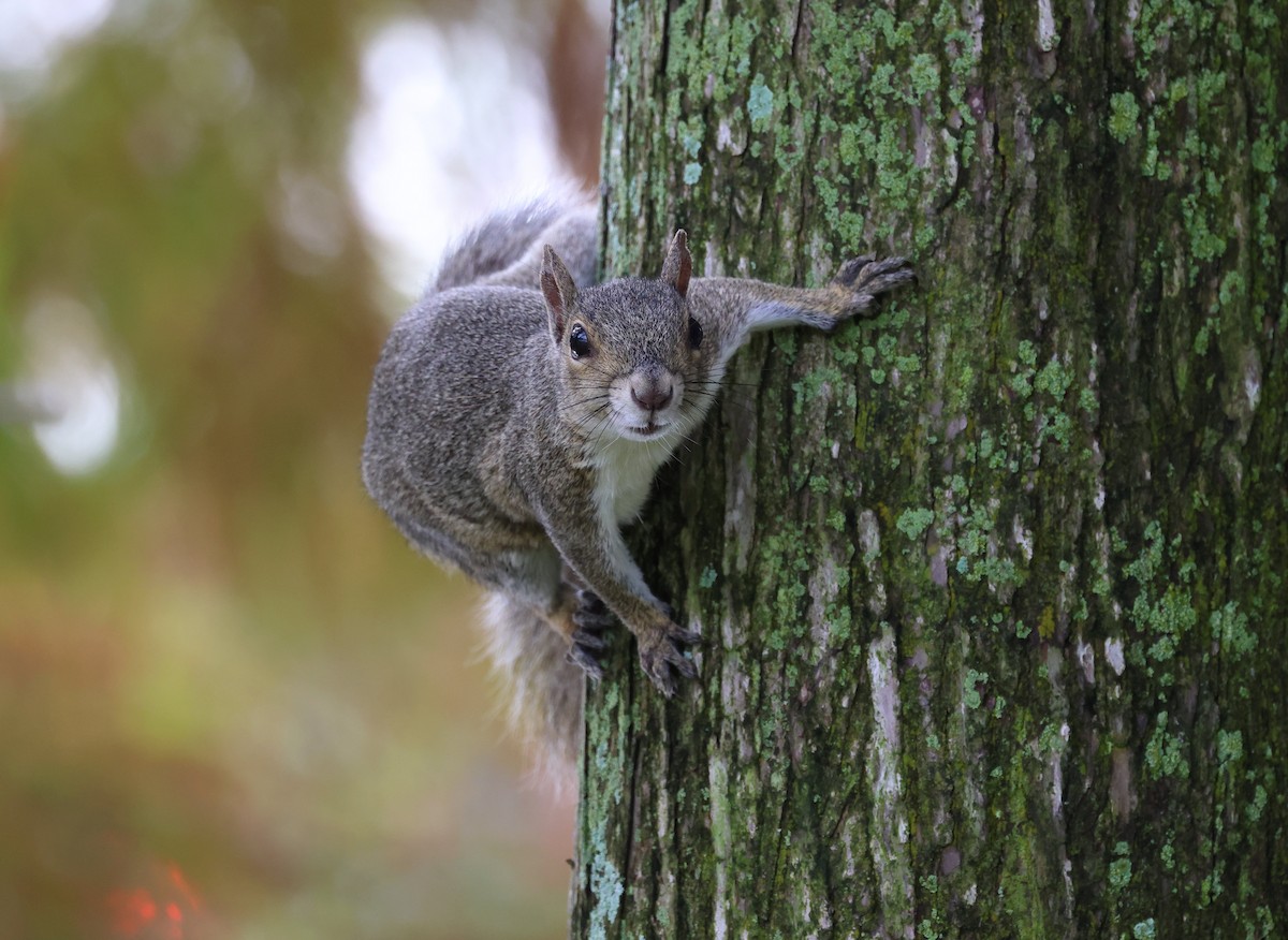 灰松鼠 - ML646320727