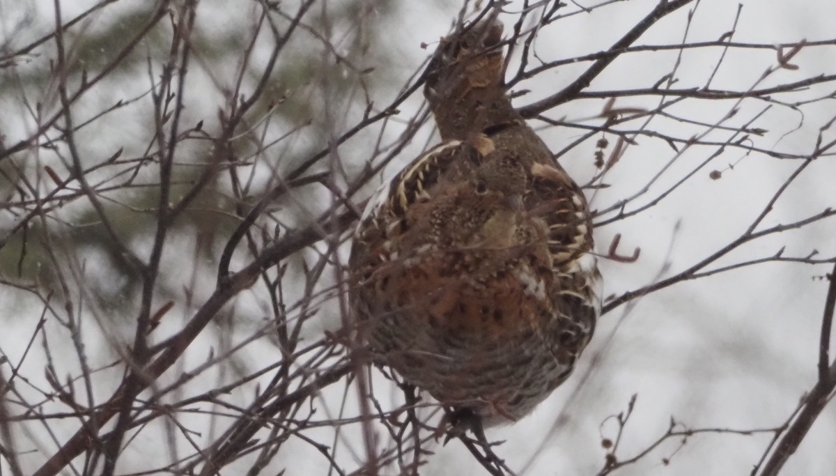 kragejerpe - ML646320730