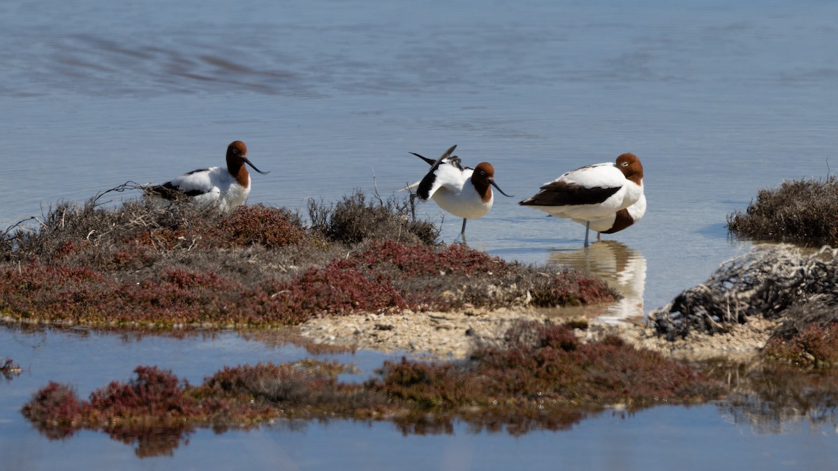 brunhodeavosett - ML646320731