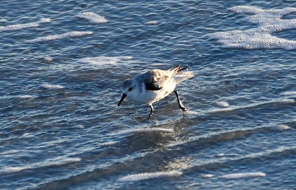 sandløper - ML646320734