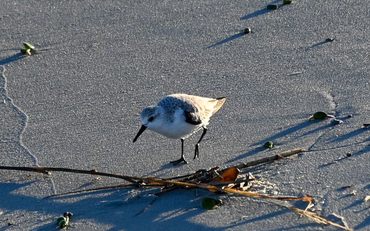 sandløper - ML646320735