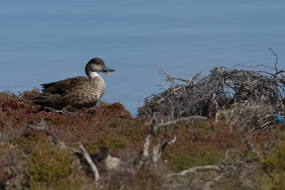 nomadeand - ML646320736