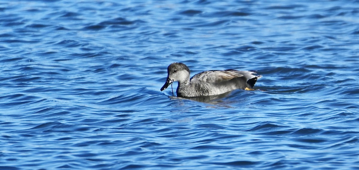 snadderand - ML646320737