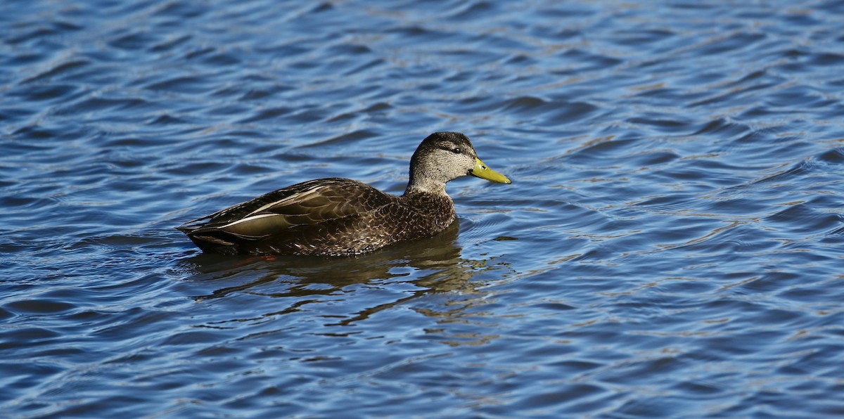 American Black Duck - ML646320740