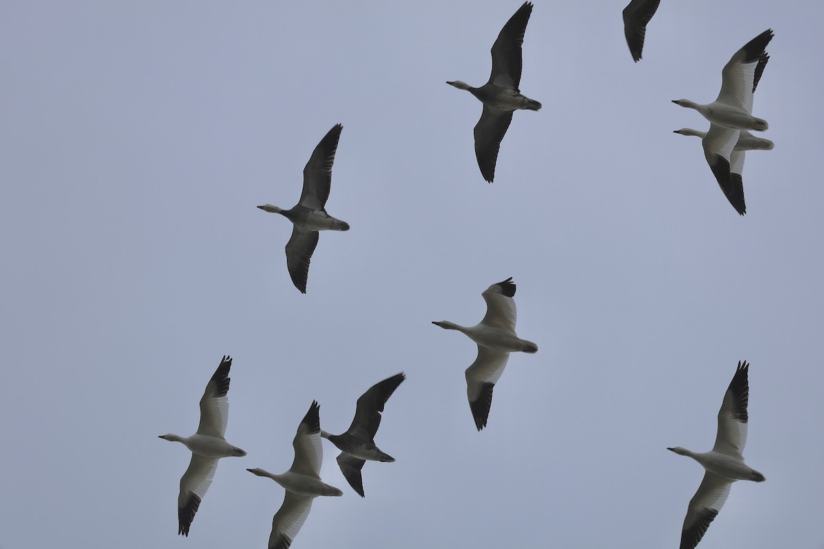 Snow Goose - ML646320742